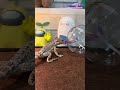 Berdead dragon feeding his first time trying to get a cricket out of a ball! 😮