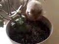 Lenny Investigates My Pepper Plant :-)