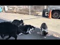 Feeding the Feral Cats: the 500 Subscribers Special!