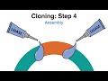 Molecular Cloning explained for Beginners