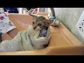 Kitten Bathing Video