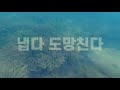 [EP10 바다사냥꾼아빠] 메기 잡는 대회 출전! | 해루질 작살낚시 부시리 지깅 상어낚시 참돔 낚시 바다낚시 상어 spearfishing jigging freediving