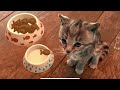 FUNNY LITTLE KITTEN ADVENTURE - CARTOON STORY OF CUTE CATS AND ANIMALS