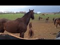 Foal greeting others for the first time
