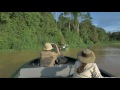 Kinabatangan - A River Runs Wild