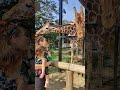 Rosie feeds giraffes at the Zoofari