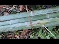 cutting down bamboo and  splitting job #bamboo bamb