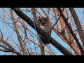 Great horned owl