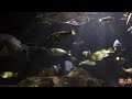 Fish in Aquarium