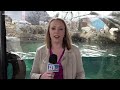 Meet the new otters guaranteed to make you smile at Zoo Knoxville