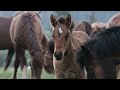 30 Minutes of the Wild Horses of Alberta