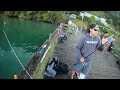 Great Mornings Fishing! (Fishing right at my feet) - NZ Wharf Fishing