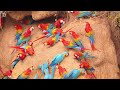 The Majestic Macaw | A Colorful Journey Into The Magnificent World Of Parrots | Amazon Rainforest