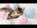 Purr-fectly Adorable Kittens