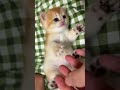 Cute Kitten Loves Belly Rubs!