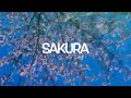 Sakura | Japan Travel| aNkari Japan