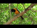 Venezuelan Troupial