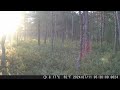 Roe Deer in Central Estonia (2024) (1080p)