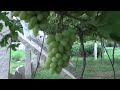 How grapes are grown