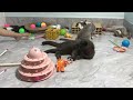 CLASSIC Dog and Cat Videos😻😜1 HOURS of FUNNY Clips 🐷🐶🐱
