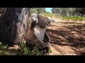 Koala Gets Kicked Out Of Tree and Cries!