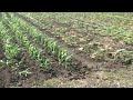 The carabao in the cornfield  🐃🐂🌽🌿 #BarotacNuevo #Iloilo