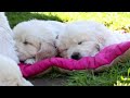 Dog Music🎵Calming Music for Dog Deep Sleep🐶💖Separation Anxiety Music for Dog Relaxation