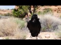 Talkative Ravens in Needles Canyonlands