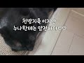 까까 쏟은 집사 vs 흡입하는 고양이#강돌이