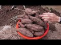 Tips for growing sweet potatoes from tubers for many bulbs and extremely high yield