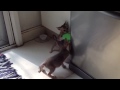Pipo and Hippo kitchen fight 23Jan2015