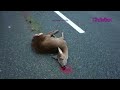 Eure Videos #227 - Kobra11 Spezial #16 - Unfälle und Tiere jagen #Dashcam