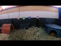 Guinea Pig Hay Test