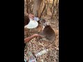 Heat affected koala holds my husbands hand