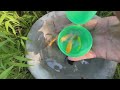 Amazing Catch Strange Fish In Tiny Pond, Koi Fish, Betta Fish, Angelfish, Guppies, Ranchu Fish