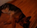 Bosco + Lia, the lovely german shepherds play.. Pastores alemanes jugando.