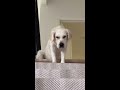 Golden Retriever: Expectations VS Reality