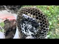 Flex seal vs Hornet nest can it stop a wasp swarm