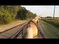 Acacia Missouri Foxtrotter mare.