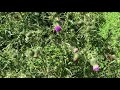 Bull Thistle Flower Heads/Wild Small Artichokes