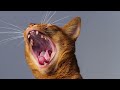 Abyssinian Cat 101 - EVERYTHING You Need To Know