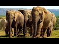 African Safari 4K - Scenic Wildlife Film With African Music