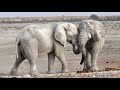 What Sounds do Elephants Make? And More to Know About These African Animals