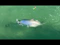 Bob smokes a Tarpon