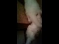 White female kittens playing