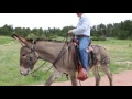 How to get a donkey to cross a bridge