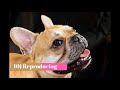 Top 10 Interesting Facts About French Bulldogs