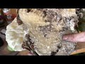 Spray foam vs hornet nest and results