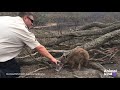 Rescuers race to save Australia's wildlife | Animalkind