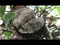Years old tropical ant-vivarium, this happened...